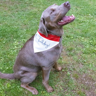 It's My Birthday 7" x 5" Canvas Slip on Pet Bandana