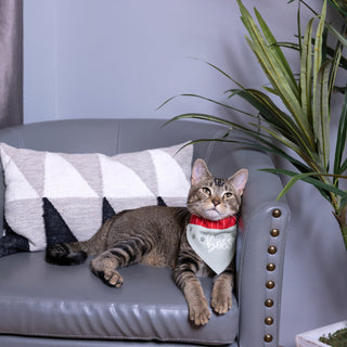 The Boss 7" x 5" Canvas Slip on Pet Bandana