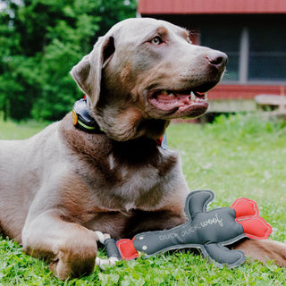Pet