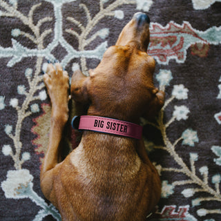 Big Sister 21" PU Leather Pet Collar
