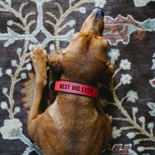 S/M Woof 16" PU Leather Pet Collar