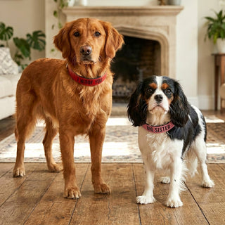 S/M Woof 16" PU Leather Pet Collar