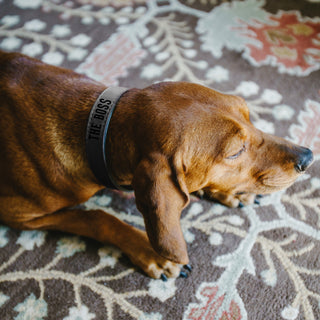 M/L Boss 21" PU Leather Pet Collar