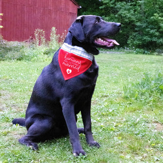 Humans Getting Married 12" x 8" Canvas Slip on Pet Bandana